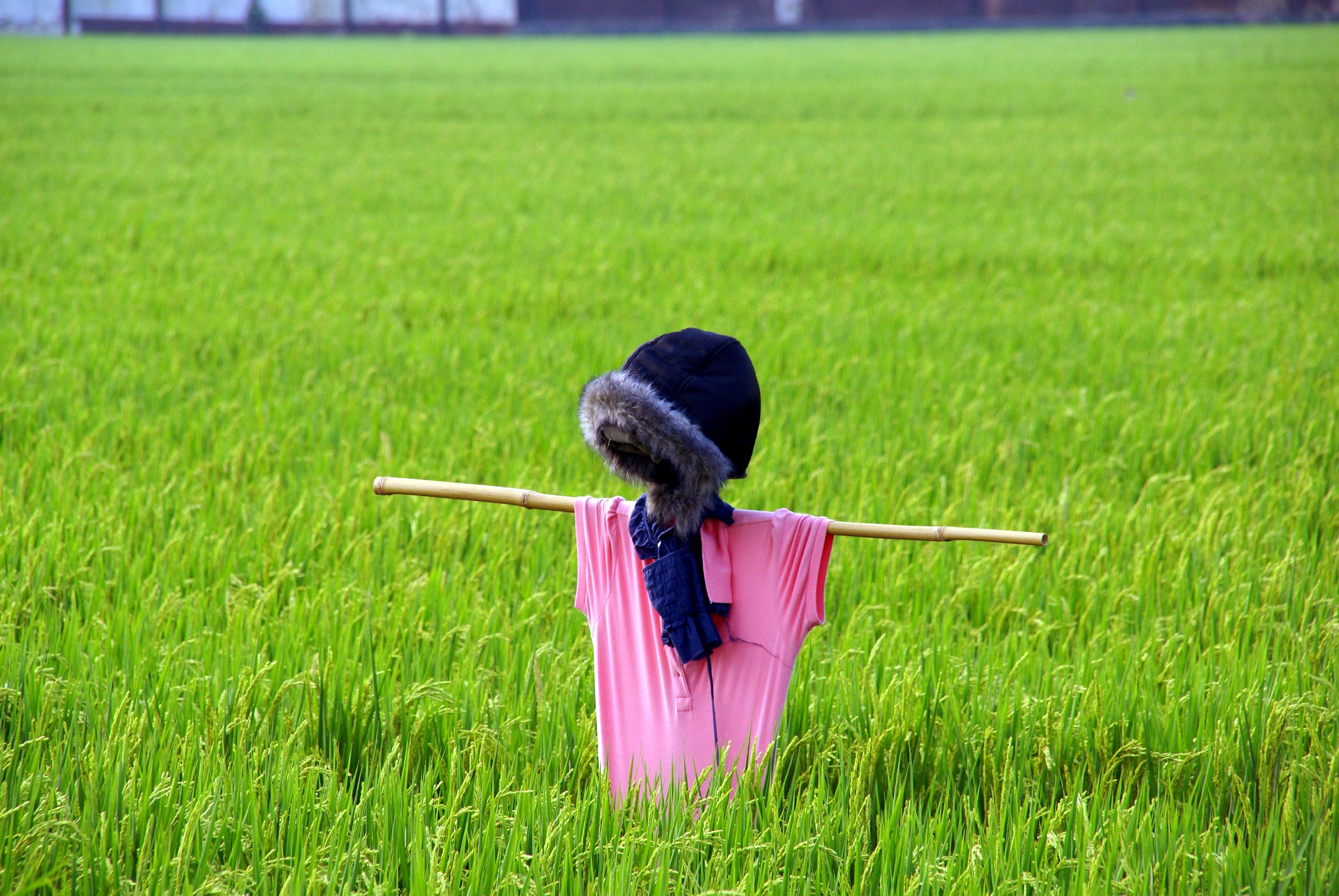 strawman