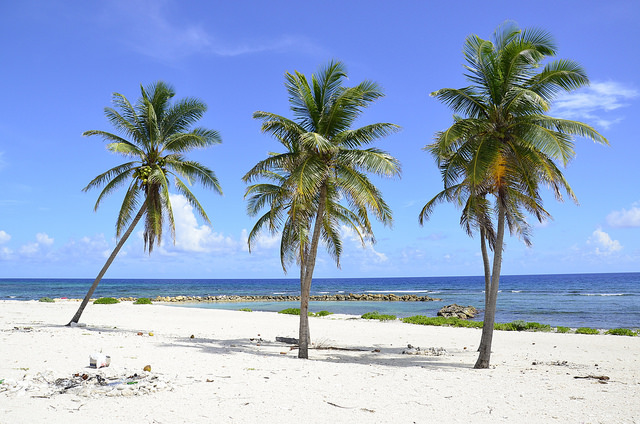 palm trees